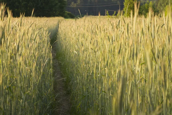 Path in cereal — Stock Photo, Image