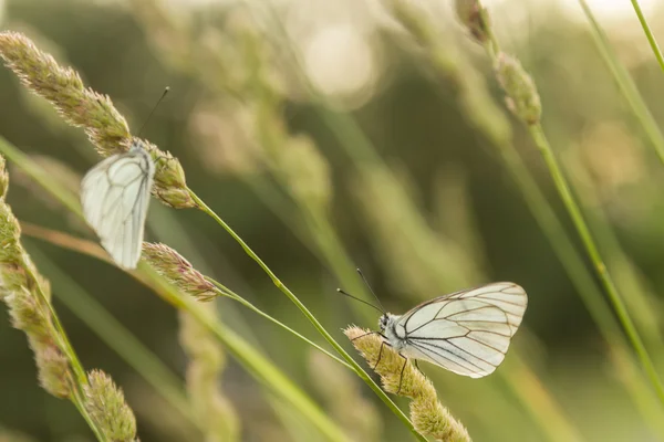 White butterfly — Stock Photo, Image