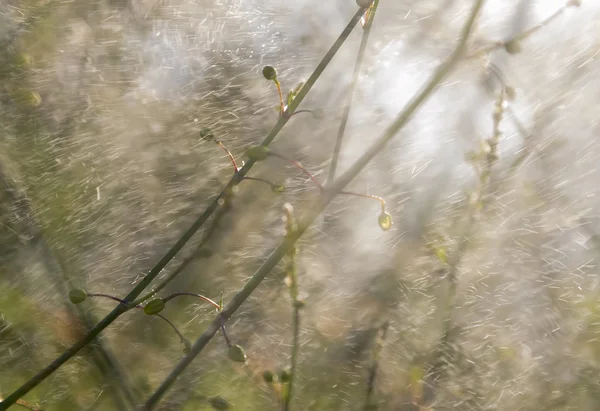 Plantas abstratas — Fotografia de Stock