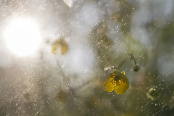 Papel de parede buttercups — Fotografia de Stock