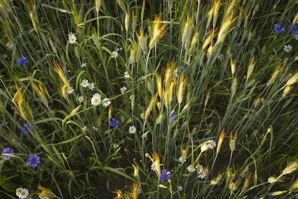 花が付いている穀物 — ストック写真