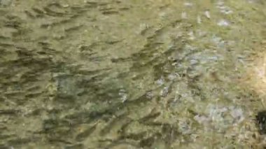balık sürüsü