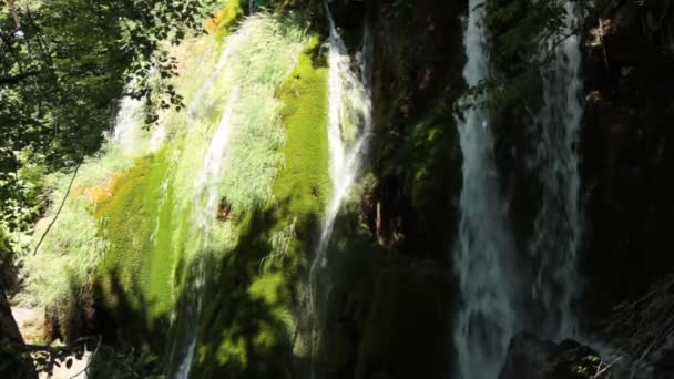 Small forest waterfall — Stock Video