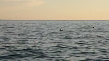 Denizde şamandıralar