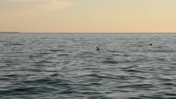 Boyas en el mar — Vídeos de Stock