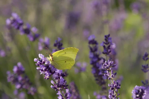 Yellow butterfly — Stock Photo, Image
