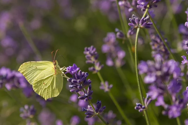 Yellow butterfly — Stock Photo, Image