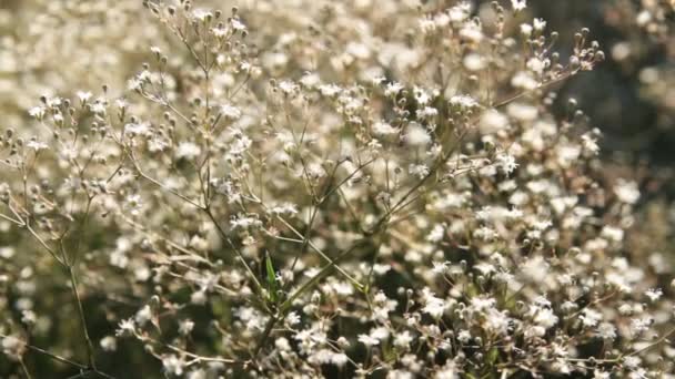 Delicada flor blanca escalofrío — Vídeos de Stock