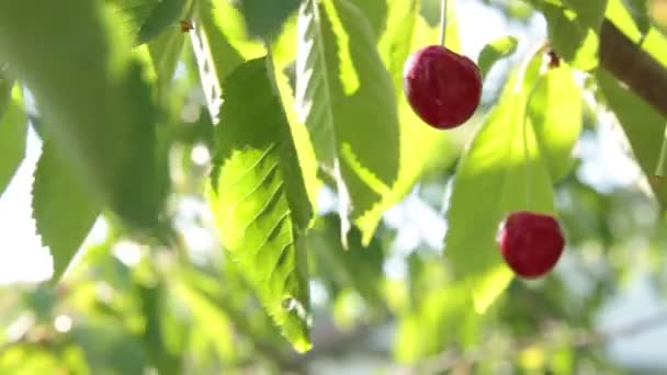 Sweet cherry — Wideo stockowe