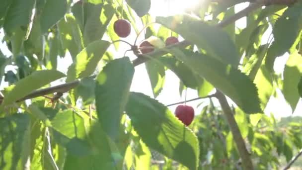 Cereza dulce — Vídeos de Stock