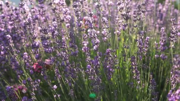 Lavendel gäng i vinden — Stockvideo