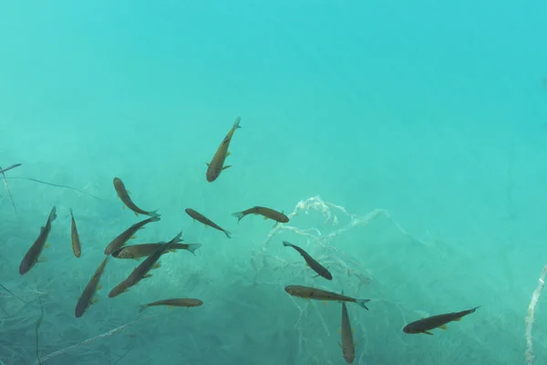 Peces en el agua — Foto de Stock