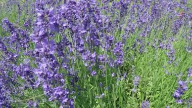 Lavanta ve arı yavaş hareket