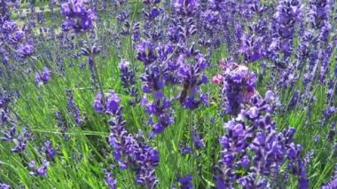 Lavanta ve arı yavaş hareket