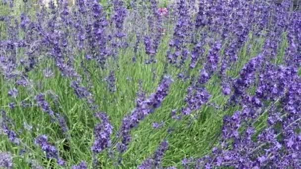 Lavanda y abeja en cámara lenta — Vídeos de Stock