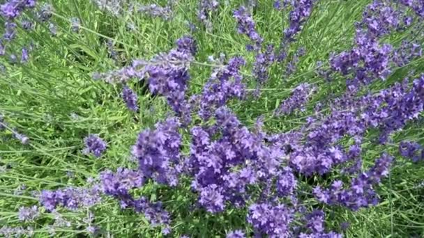 Lavendel und Biene in Zeitlupe — Stockvideo
