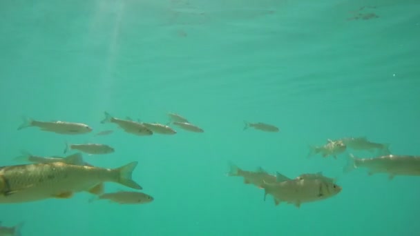 Peces en agua azul — Vídeos de Stock