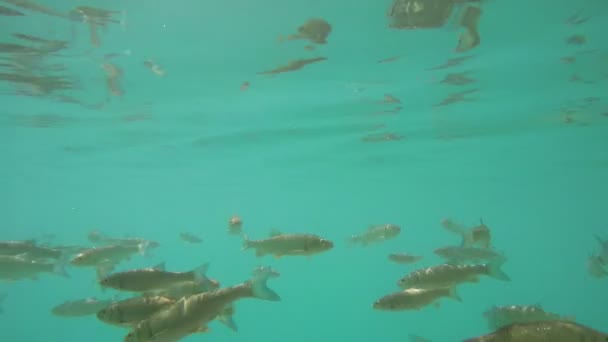 Peces en agua azul — Vídeos de Stock