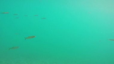 Göl su balıkların