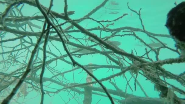 Pesci in acqua blu con ramo d'albero — Video Stock