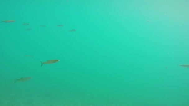Vissen in meerwater — Stockvideo