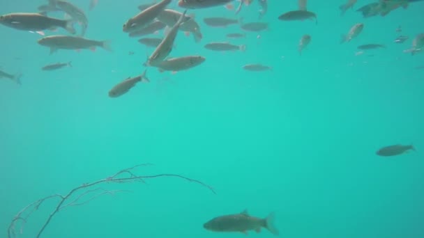 Риби в блакитній воді — стокове відео