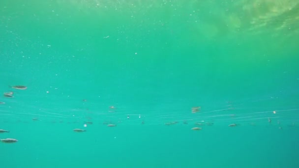 Fische im blauen Wasser — Stockvideo