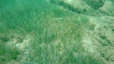 ağır çekimde otlatma balık