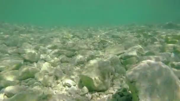 Fondo rocoso poco profundo del mar — Vídeos de Stock