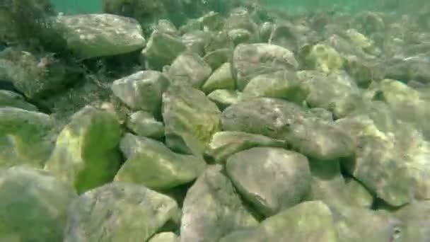 Fondo rocoso poco profundo con peces — Vídeos de Stock