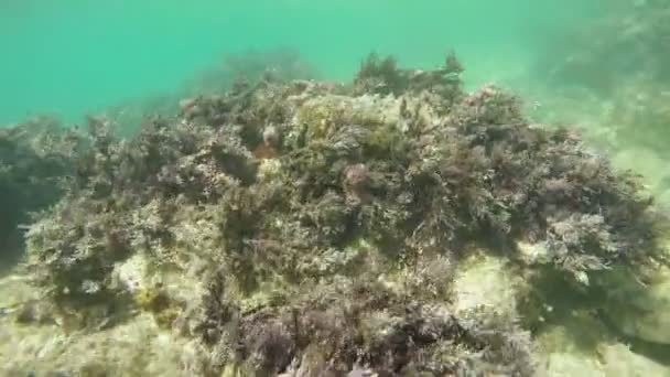 Kelp havsbotten — Stockvideo