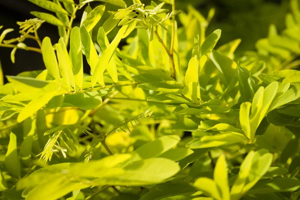 Robinia wallpaper — Stock Photo, Image