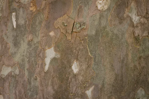 Plane tree bark — Stock Photo, Image