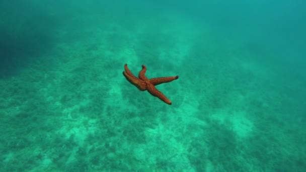 Observing starfish falling on bottom — Stock Video