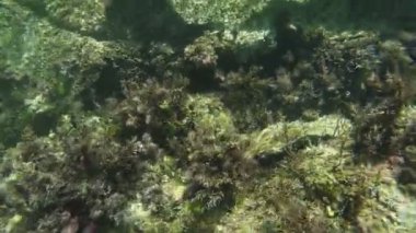 Esmer su yosunu ile taş sualtı duvar