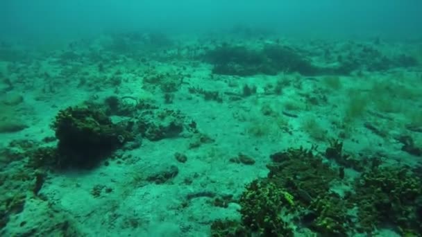 Snorkling över havet botten — Stockvideo