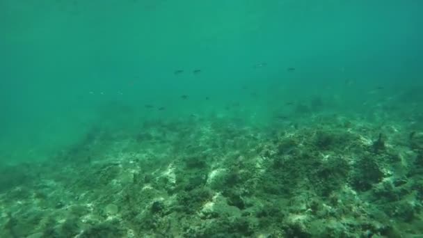 Snorkel sobre el fondo del mar — Vídeos de Stock