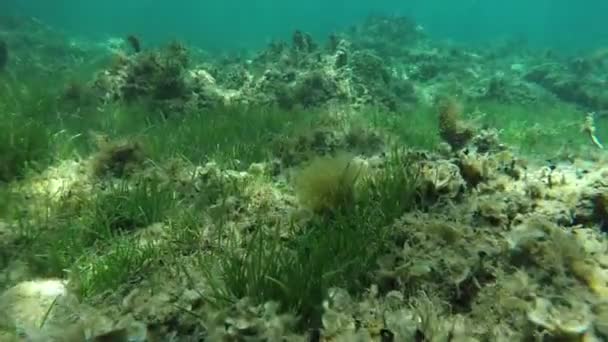 Snorkling över havet botten — Stockvideo