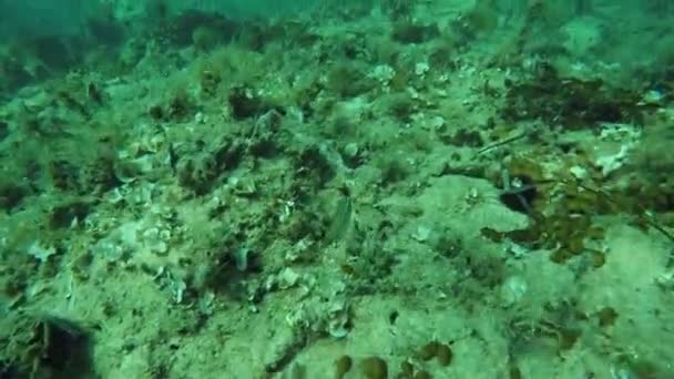 Persiguiendo peces por el fondo del mar — Vídeos de Stock