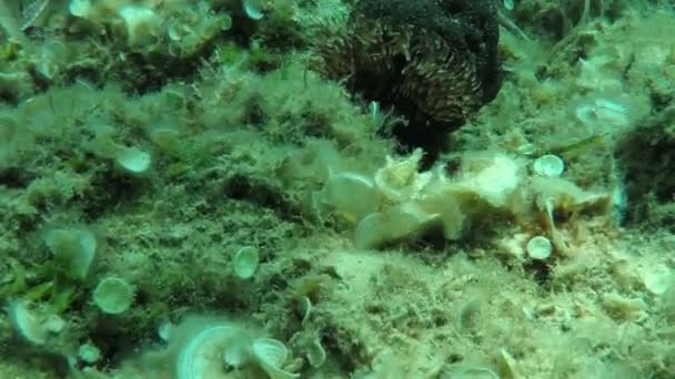Hullámzó tengeri kökörcsin — Stock videók