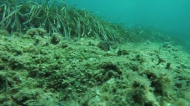 dalgalanan deniz anemon