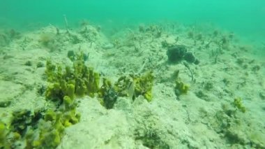 balık deniz alt üzerinde gözlemleyerek