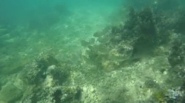 balıklar kayalık deniz alt üzerinde gözlemleyerek