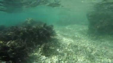 kayalık deniz alt gözlemleyerek