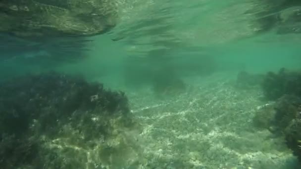 Observing rocky sea bottom — Stock Video