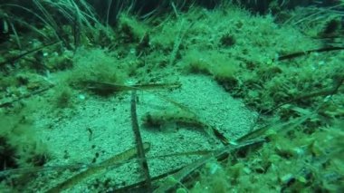 Deniz alt oturan balık gözlemleyerek