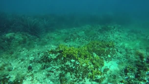 Snorkel sobre el fondo del mar — Vídeos de Stock