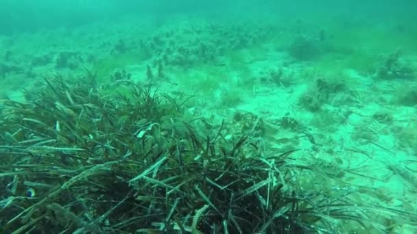 Observação de peixes no fundo do mar — Vídeo de Stock