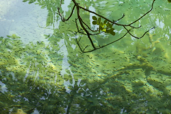 Peces en agua clara — Foto de Stock