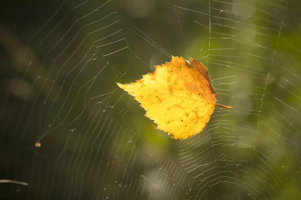 葉がクモの巣の中に閉じ込め — ストック写真